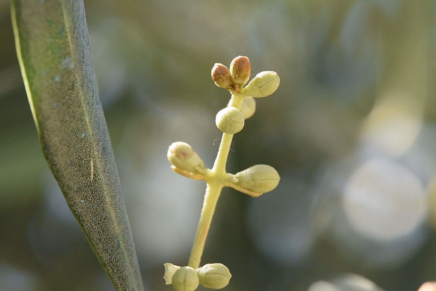 Flor de olivo con necrosis provocada por el repilo plomizo