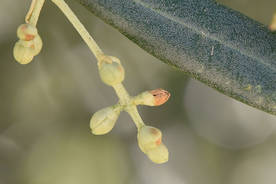 Inflorescencia de olivo afectada por repilo plomizo