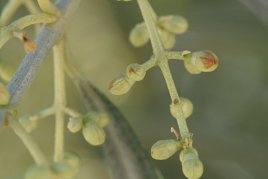 Inflorescencia de olivo con repilo plomizo