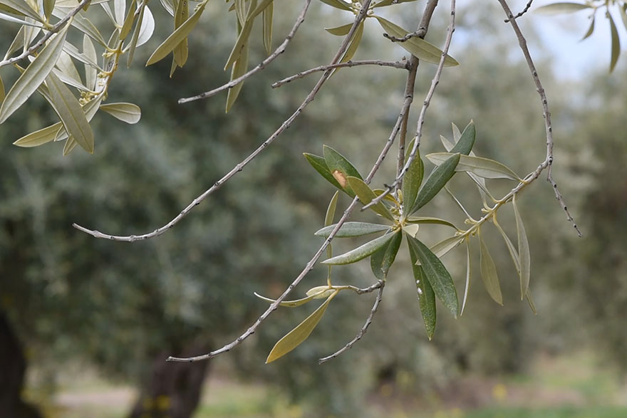 Rama de olivo afectada por repilo plomizo