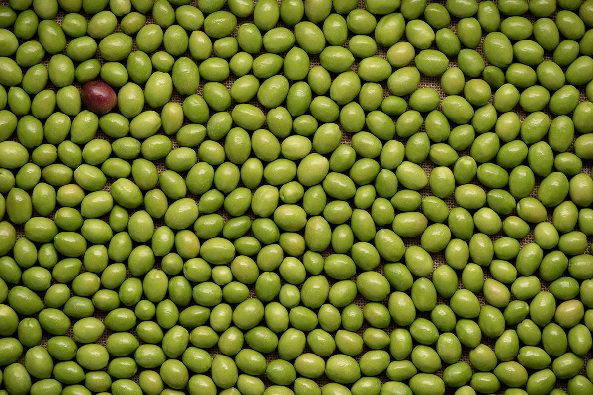 Aceituna picual verde