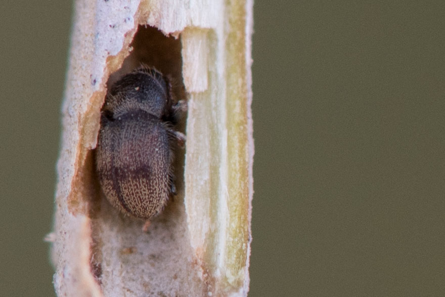 Barrenillo olive tree plague