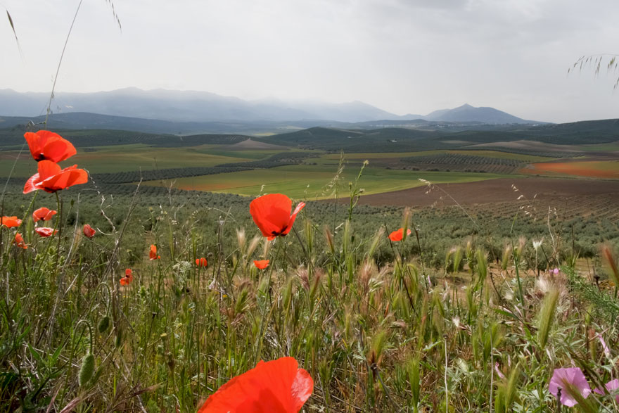 Paisaje del olivar andaluz