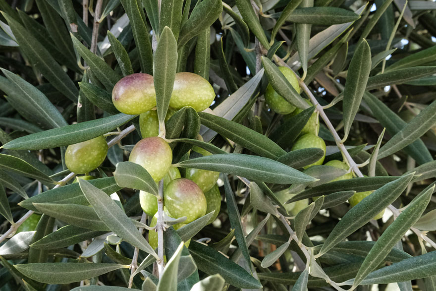 Aceituna royal en envero