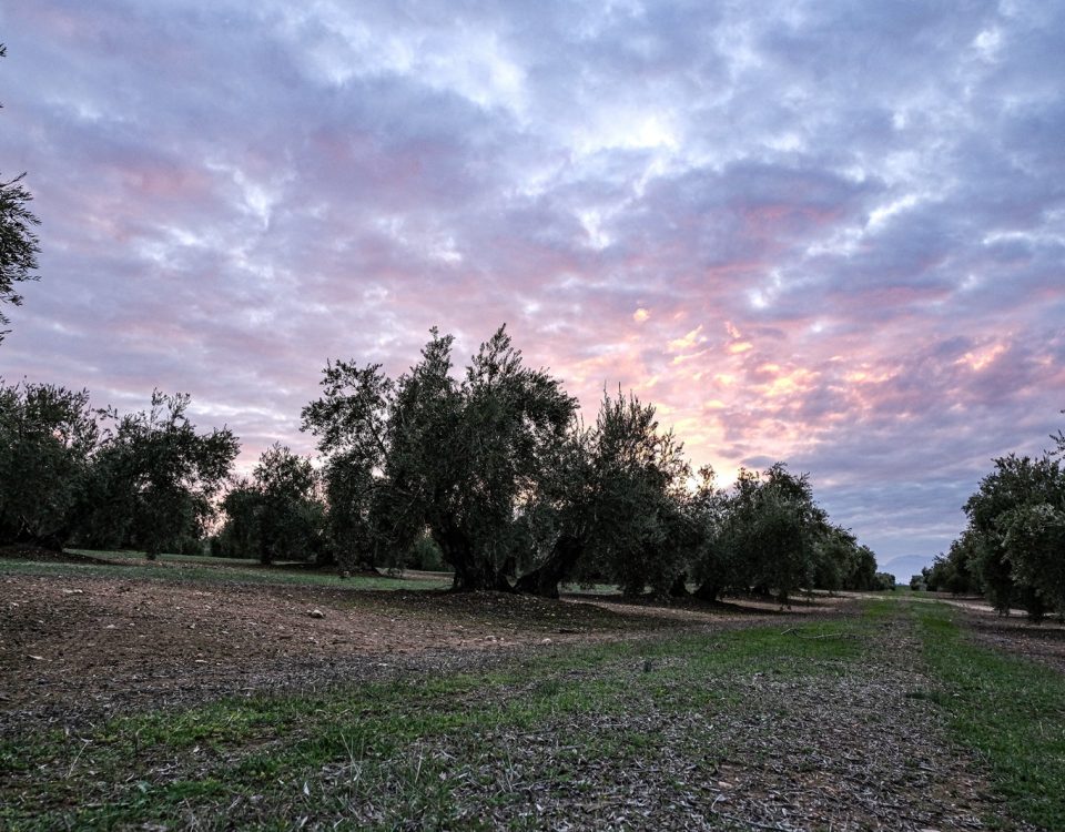 Paisaje del olivar en la Comarca Sierra de Cazorla