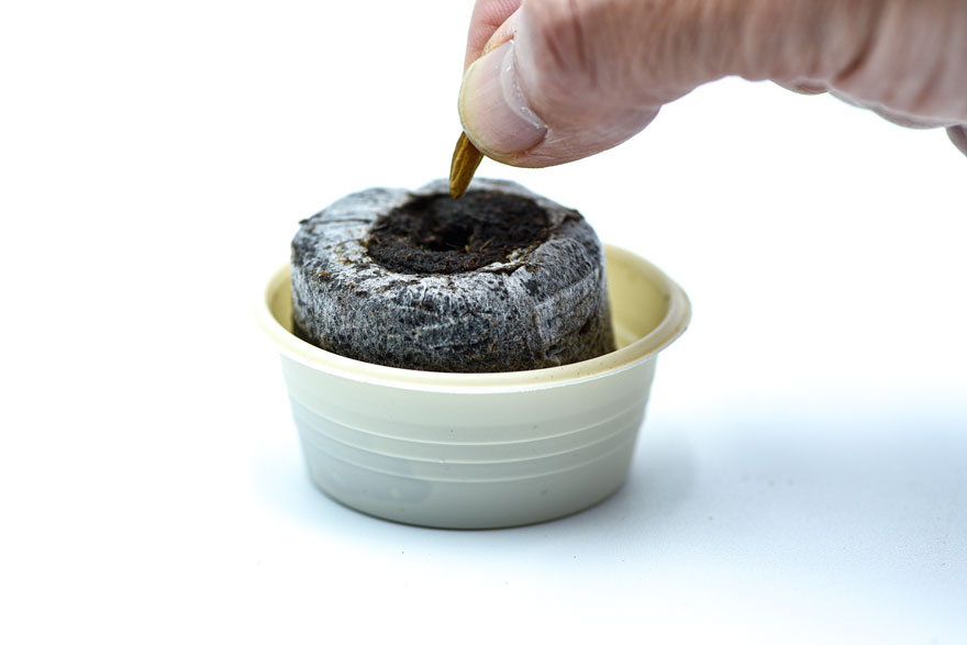 Sembrando una semilla de olivo en un disco jiffy