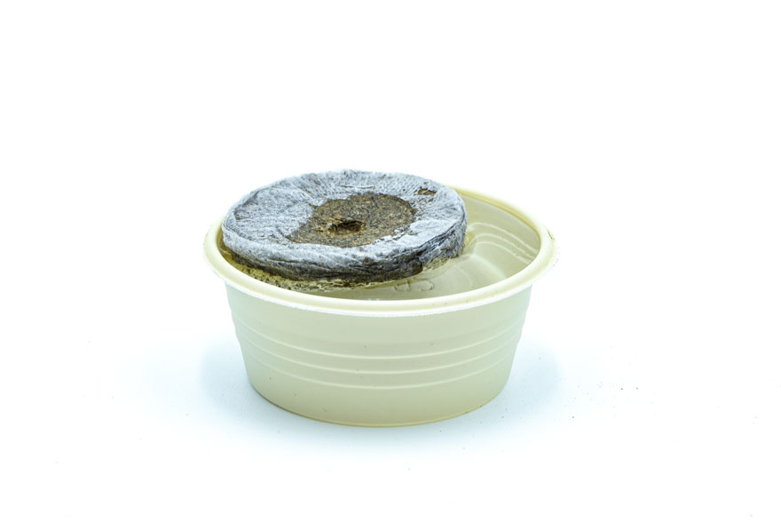 Disco jiffy en el vasito de resina biodegradable hidratándose