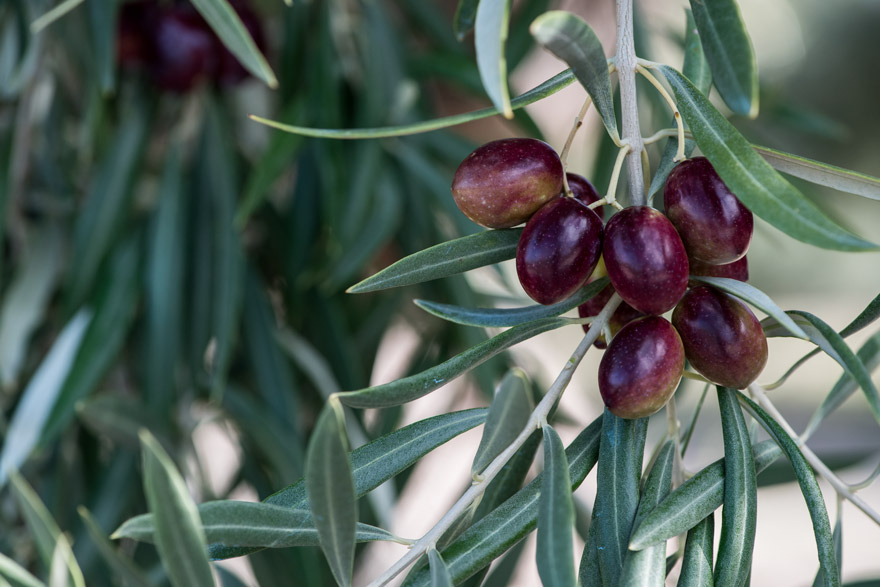 Royal olive tree variety