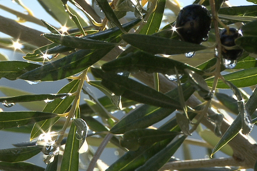 Gotas de lluvia en un olivo picual