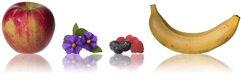 aromas-de-los-aceites-de-oliva-virgen-extra-sol-chiquito Matices aromáticos de los AOVE Sol Chiquito