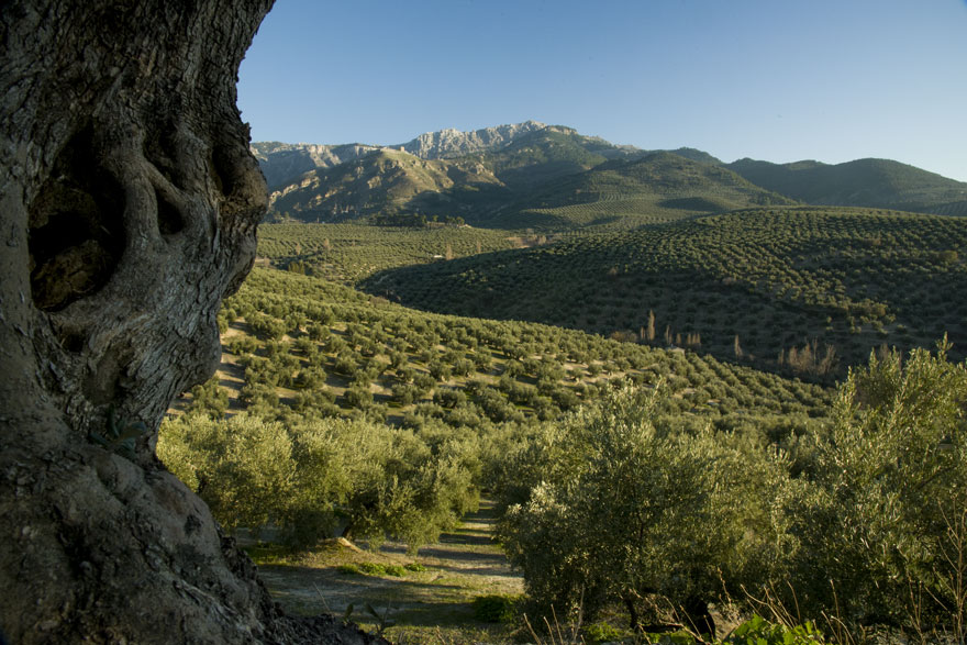 Olive grove in the Sierra de Cazorla