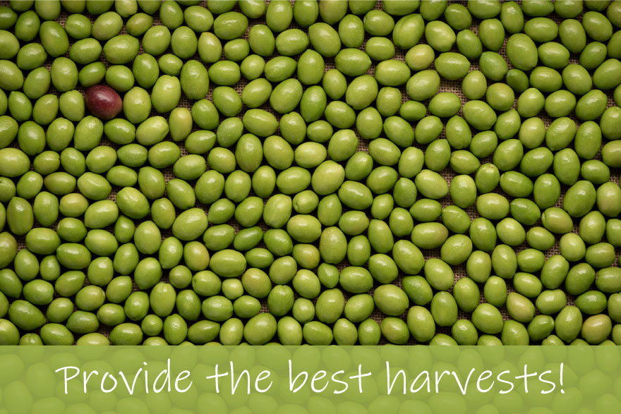 Provide the best harvest