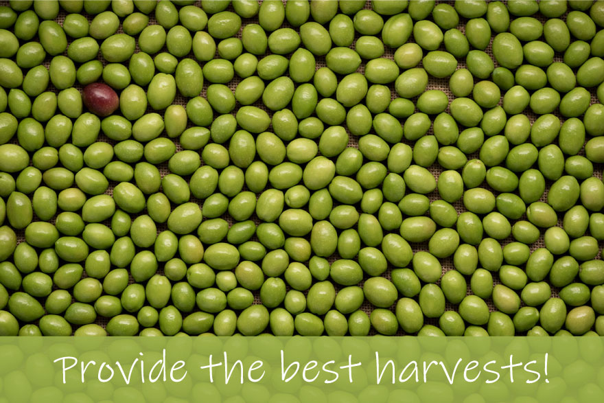 provide-the-best-harvests Provide the best harvest