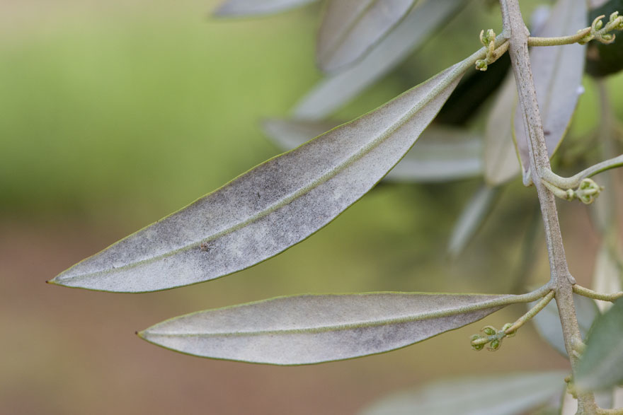 Hojas de olivo con síntomas de repilo plomizo