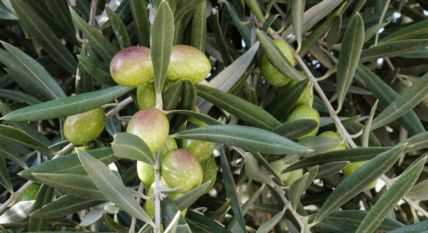 Aceituna royal en envero