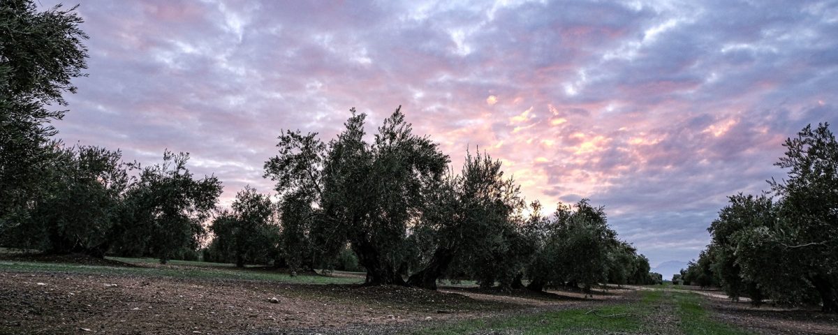 Paisaje del olivar en la Comarca Sierra de Cazorla