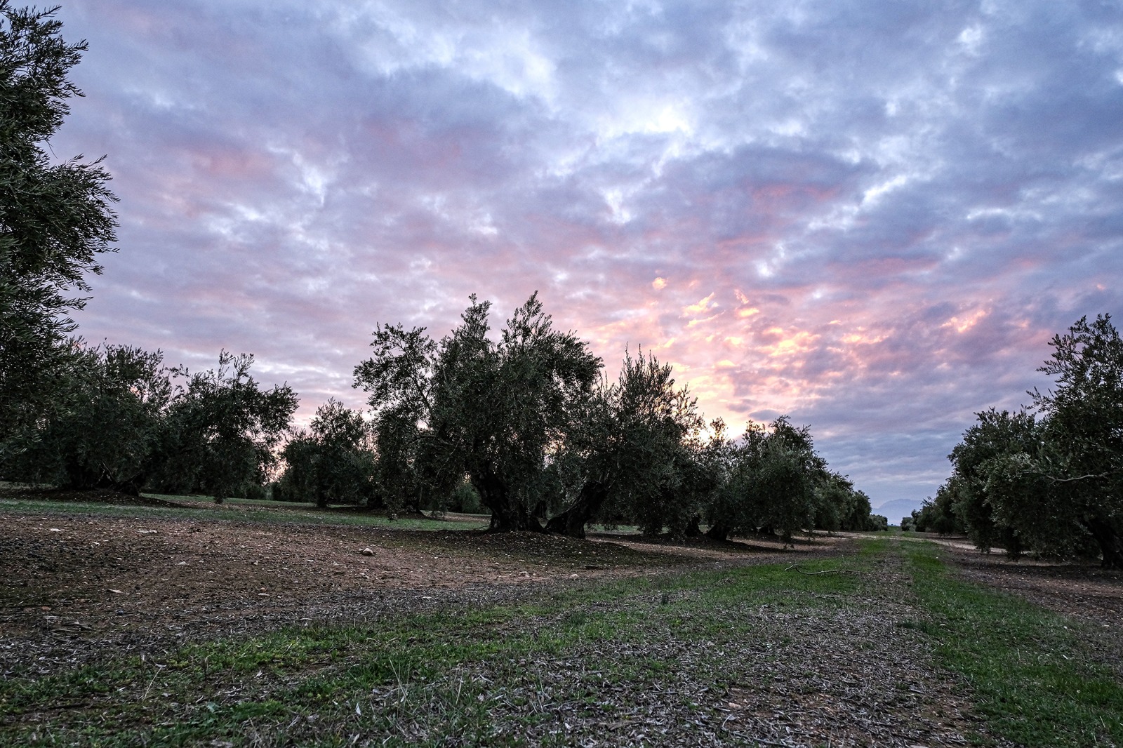 Paisaje del olivar en la Comarca Sierra de Cazorla