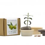 Kit de germinación de semillas de olivo